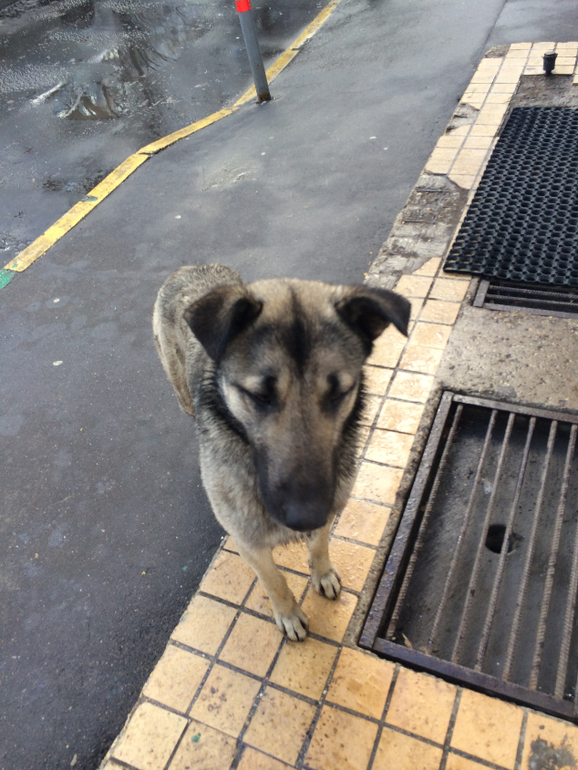 Хатико!! Помогите собаке выжить!!!!!!Умоляю, помогите!!!!