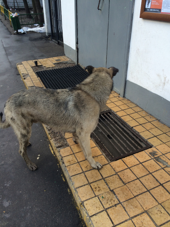 Хатико!! Помогите собаке выжить!!!!!!Умоляю, помогите!!!!