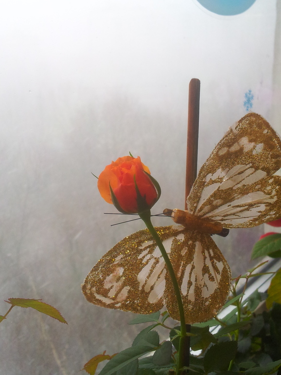 Моя розочка.