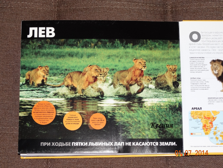 Дикие животные. Серия