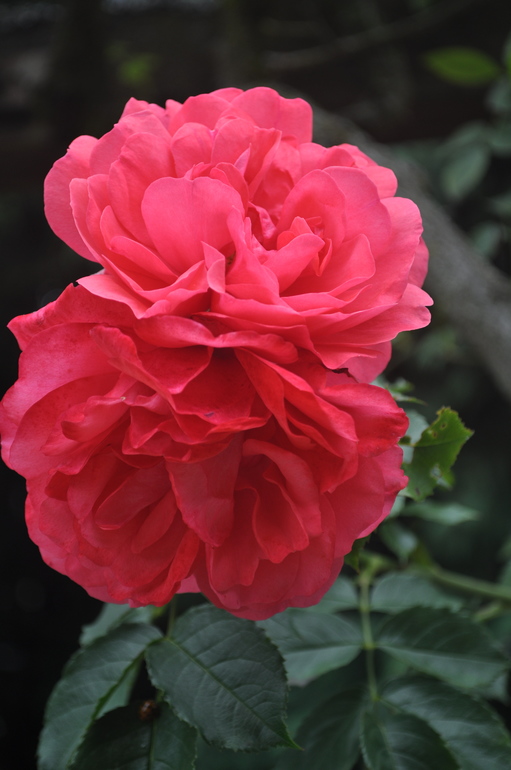 Для хорошего настроения:)