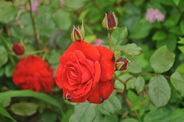 Для хорошего настроения:)