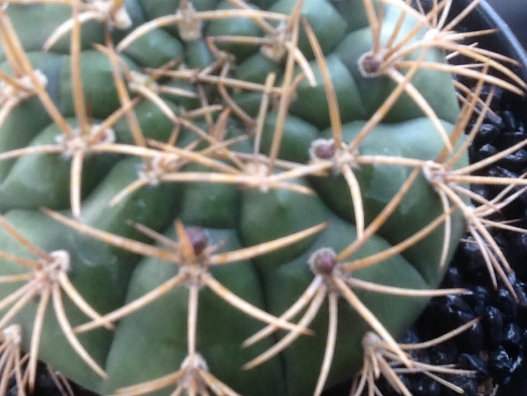 Зацветают:)