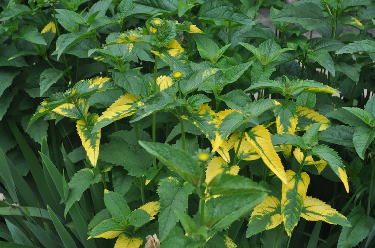 Для хорошего настроения:)