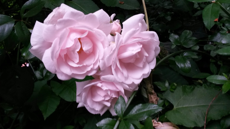 Для хорошего настроения:)