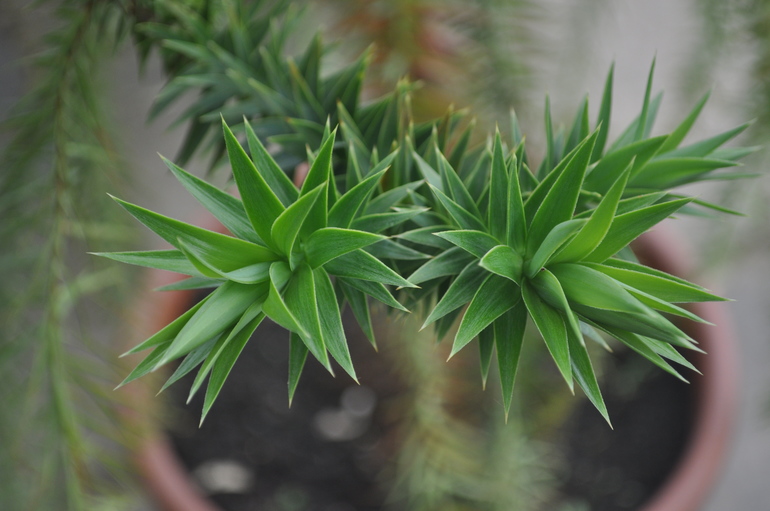 Для хорошего настроения:)