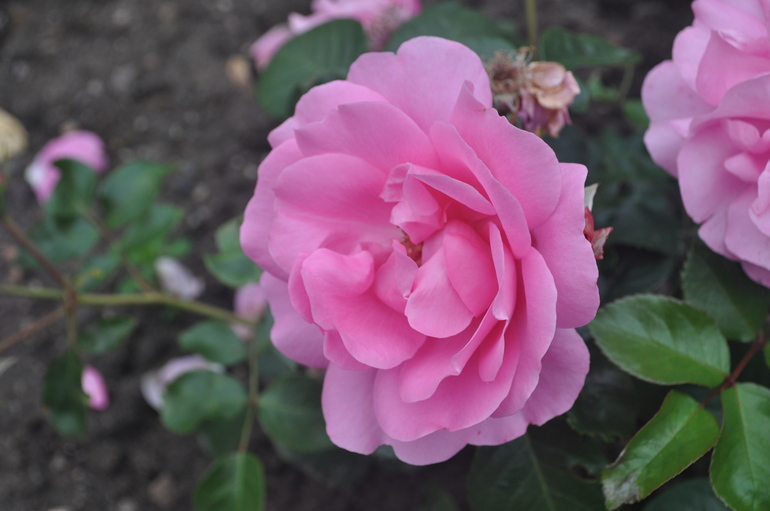 Для хорошего настроения:)