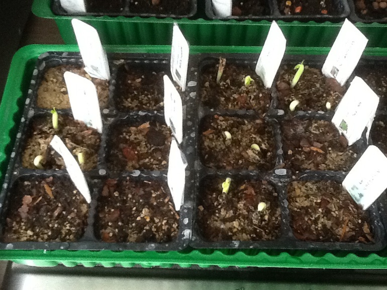 Прорастают:)