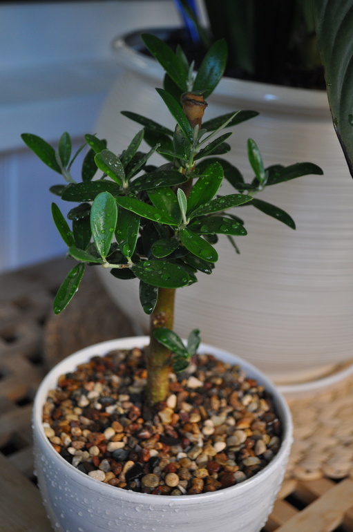 Обновочки:)