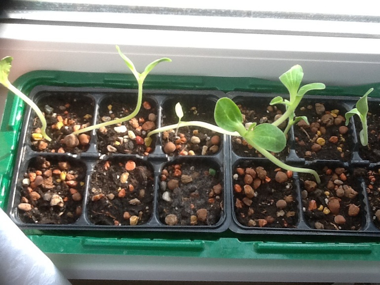 Прорастают:)