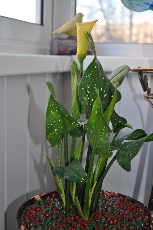 Обновочки:)