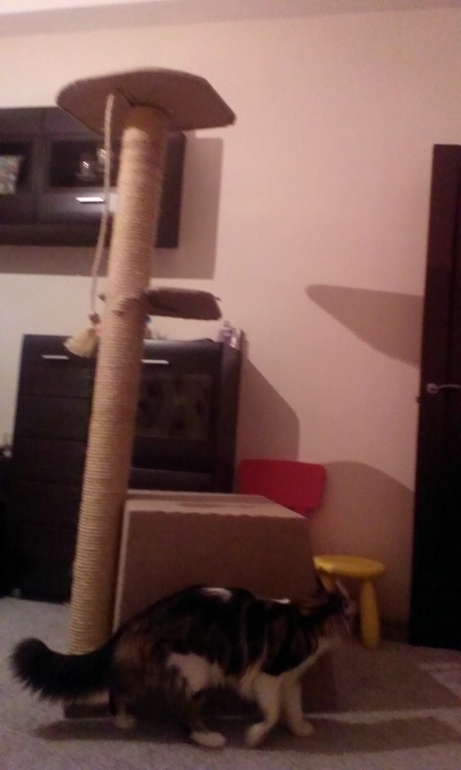 Когтеточка)))