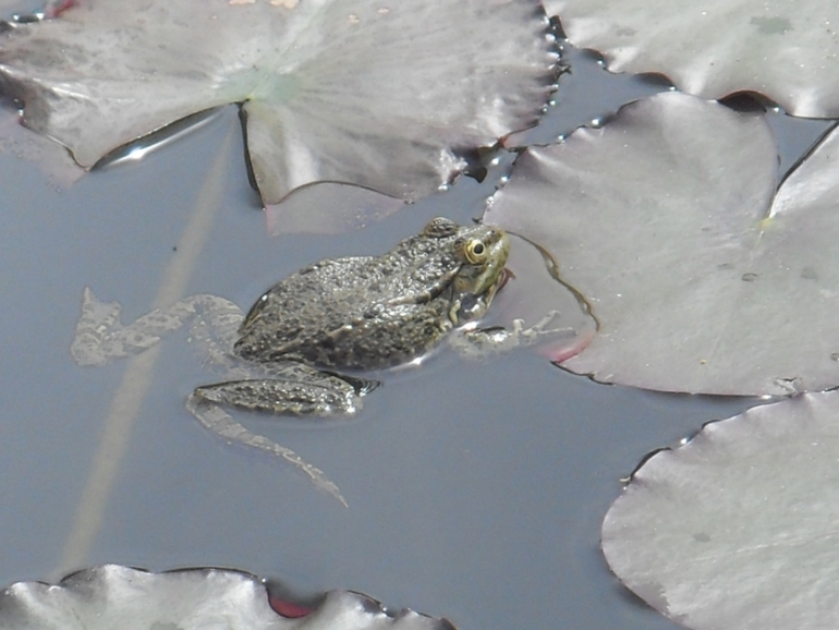 Крым моими глазами (семейные фото)