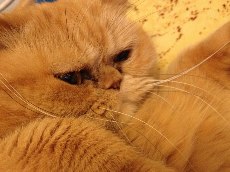 Что-то давно не показывала свою котю