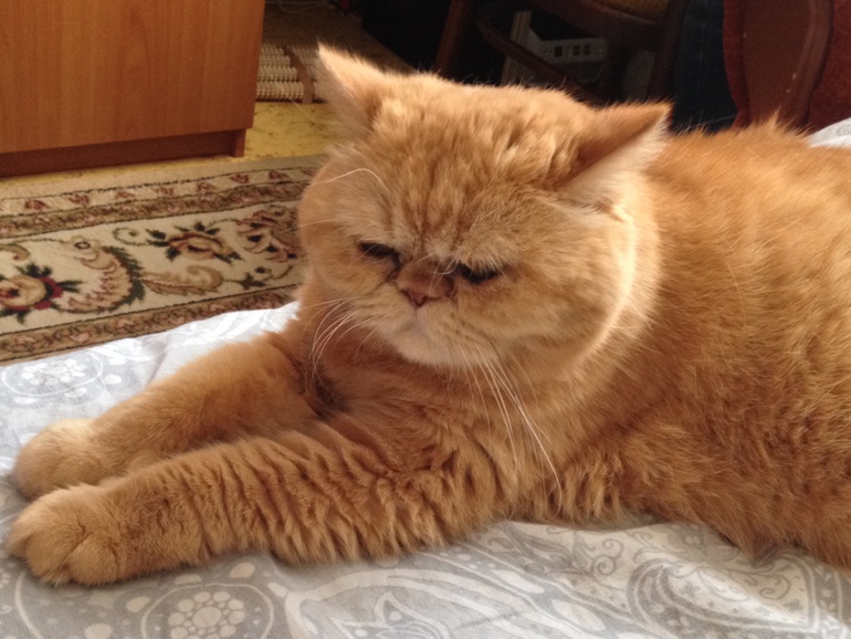 Что-то давно не показывала свою котю