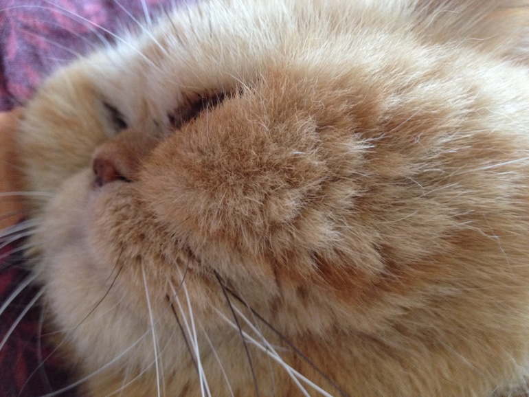 Что-то давно не показывала свою котю