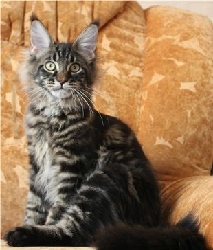 Наш Мейн кун Адмирал.