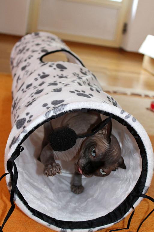 Когтеточка.