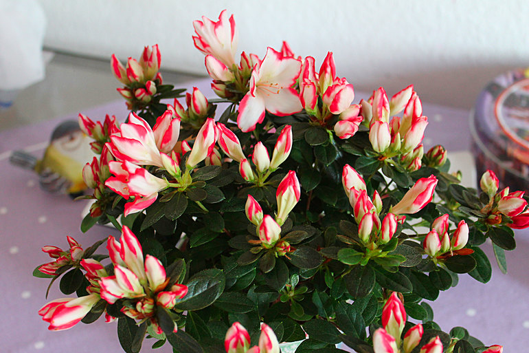 Азалия и кое-что ещё...