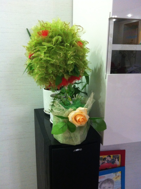 Топиарий-мой первенец