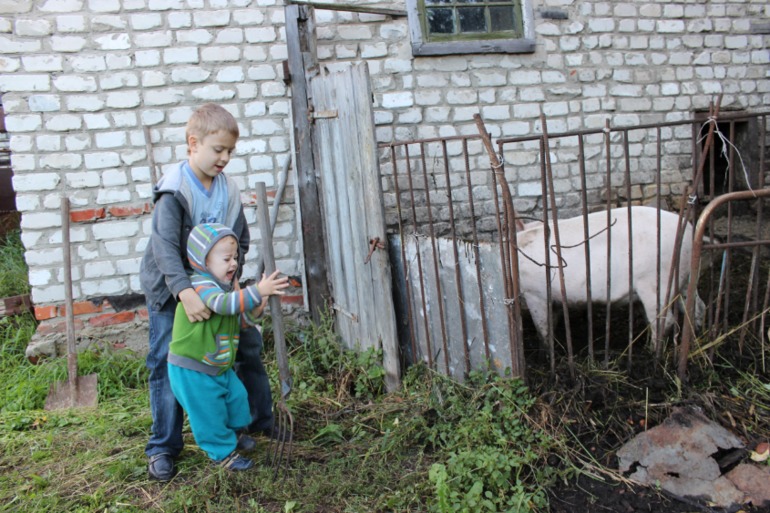 Свинки )
