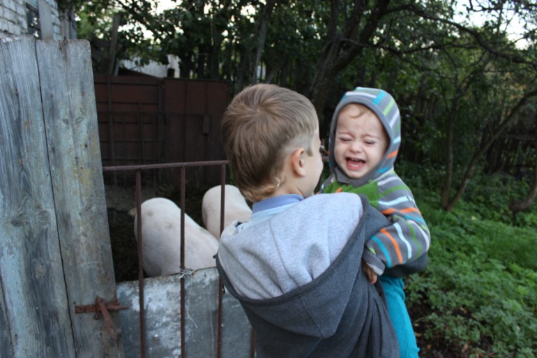Свинки )