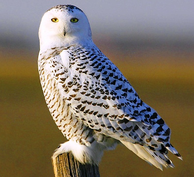 ТН Арктика и Антарктика. День 4 - Птицы