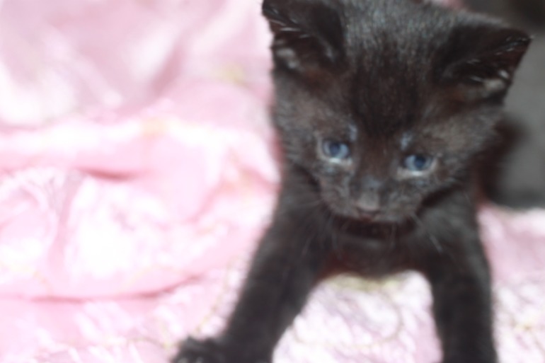 Котята ищут дом...