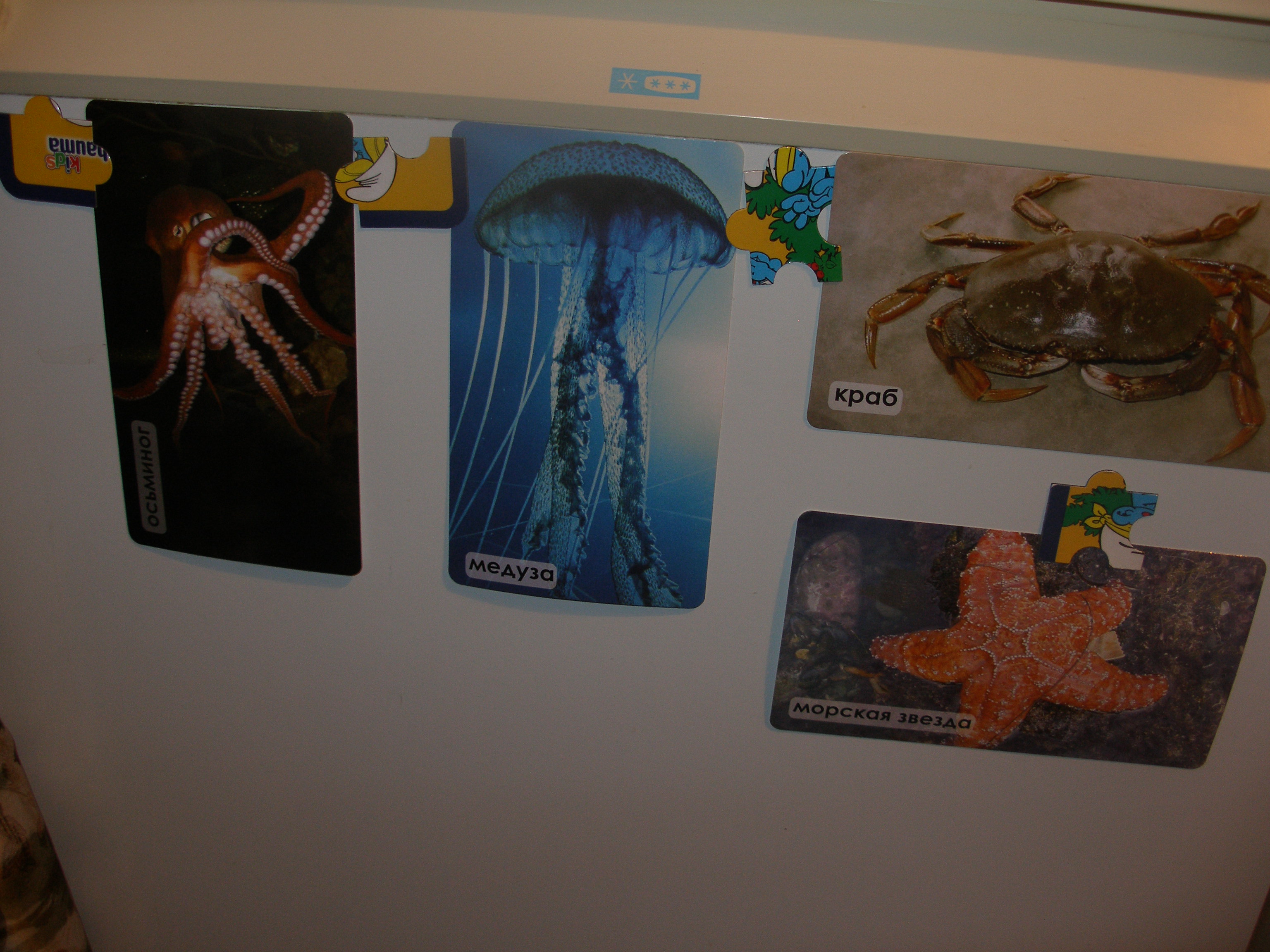 ТН " Море". Морские обитатели.