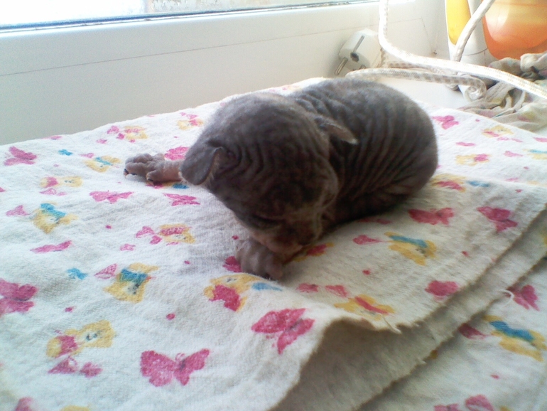 Мои малыши.