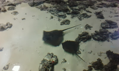 Экзотариум, океанариум