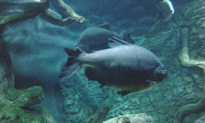 Экзотариум, океанариум