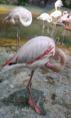 Экзотариум, океанариум