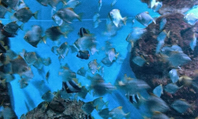 Экзотариум, океанариум