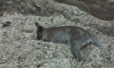 Экзотариум, океанариум