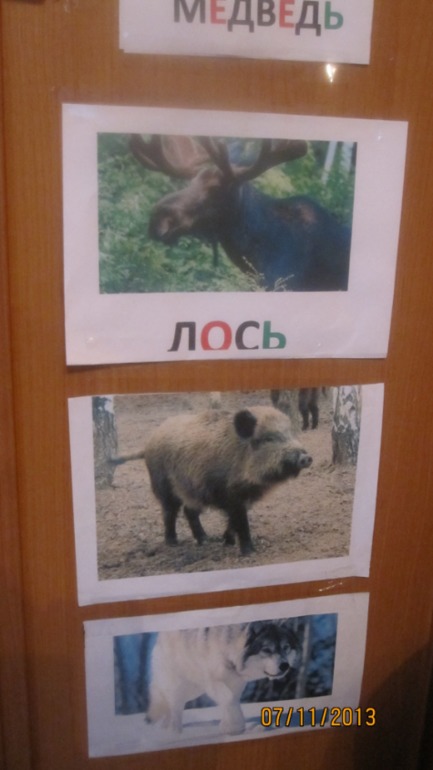 ТН "Дикие животные"
