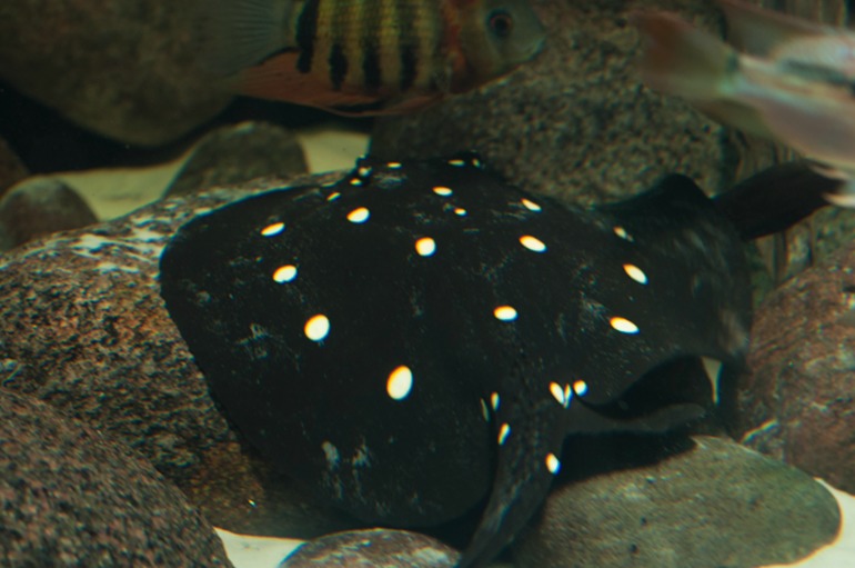 Берлинский аквариум