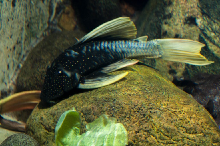 Берлинский аквариум