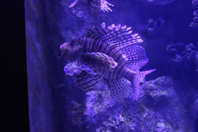 Океанариум в Анталии, водопад Куршунлу и озеро Нилуфер