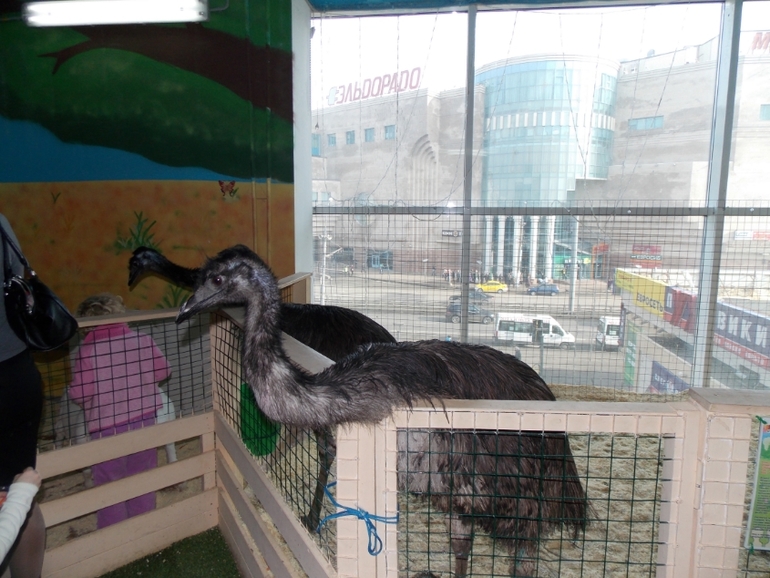 Трогательный зоопарк!