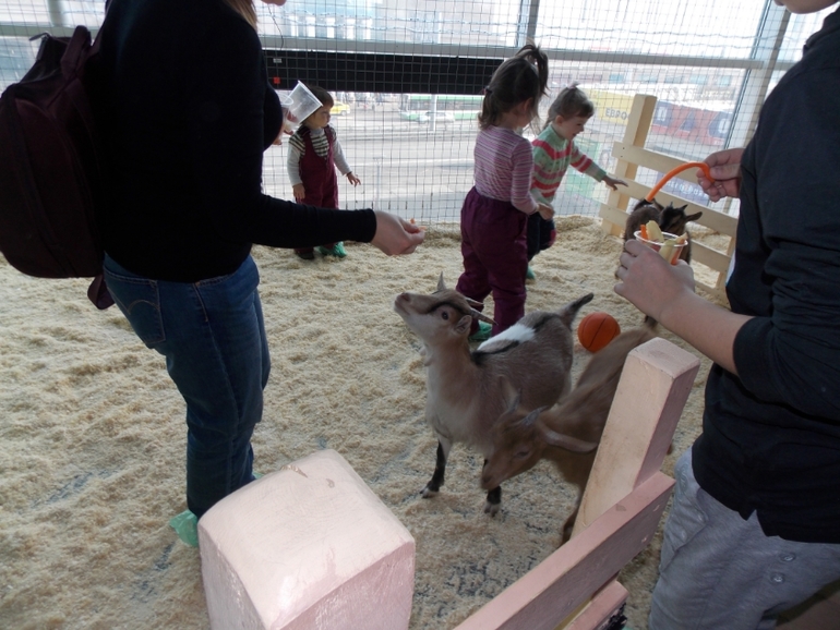 Трогательный зоопарк!