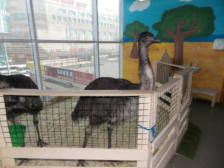 Трогательный зоопарк!