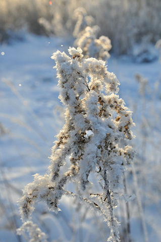 За окошком снегири греют куст рябиновый!!!!
