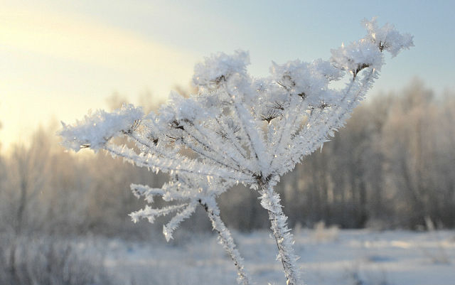 За окошком снегири греют куст рябиновый!!!!