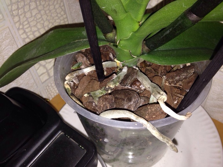 что с орхидеей, кто знает?