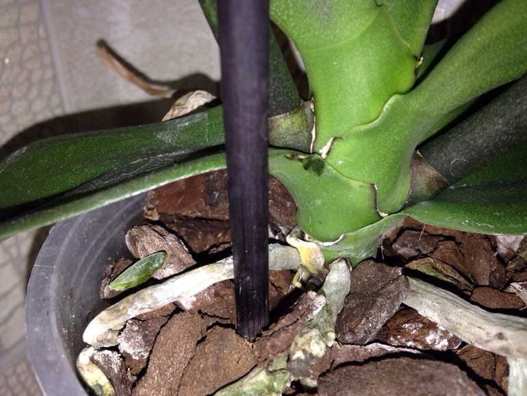 что с орхидеей, кто знает?