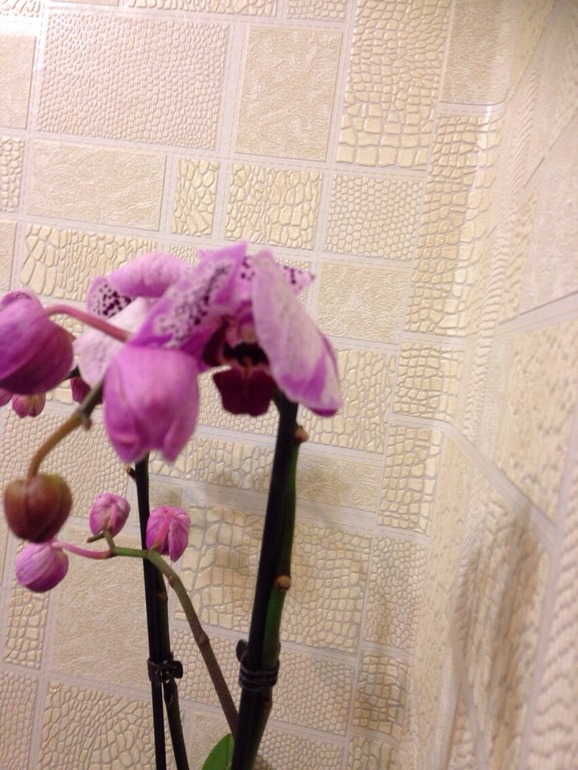 что с орхидеей, кто знает?