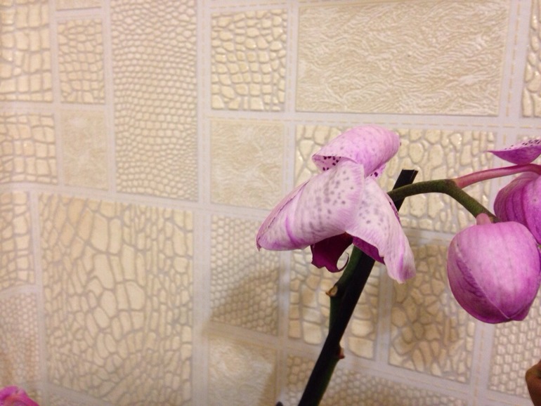 что с орхидеей, кто знает?