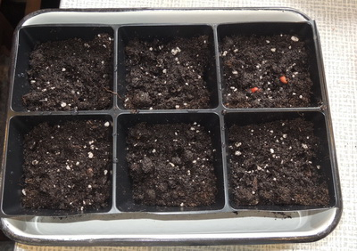 ТН 20 Как растут овощи. 1г 9 мес.