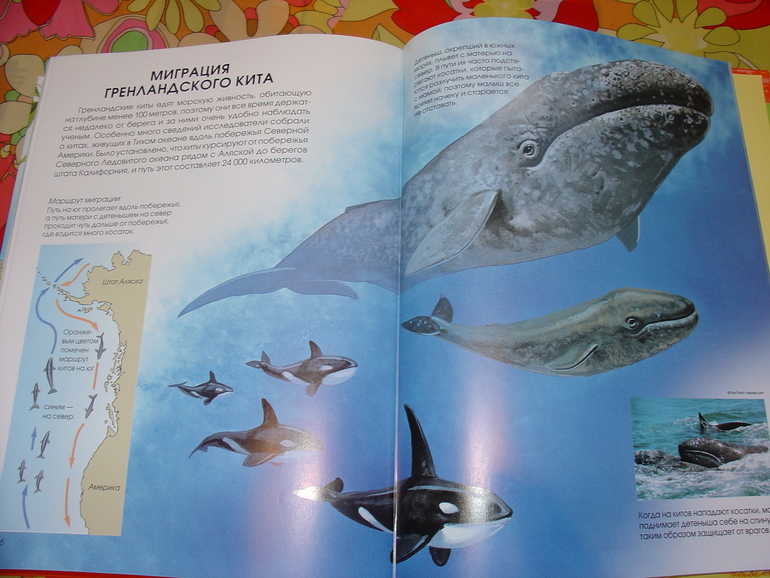 Мир животных, энциклопедия.